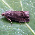 Cydia splendana - Kenneth Noble
